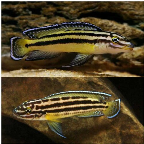 Akvarijum Centar Julie regani gold Cene