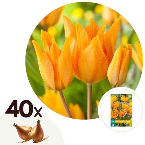 Plant in a Box Tulipani čebulice - 40 kos - Tulipa Prastants Shogun - Cvetne čebulice - Oranžna, (21755688) Cene