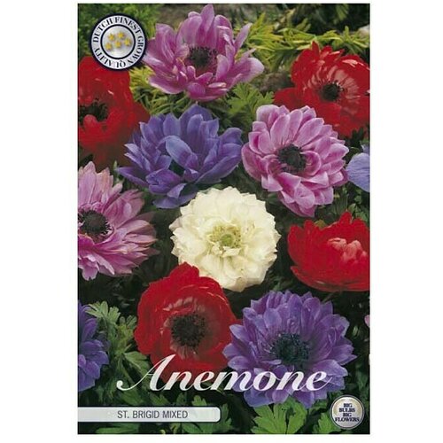  Cvjetne lukovice Anemone Coronaria St. Brigid (Botanički opis: Anemone, Višebojne) Cijene