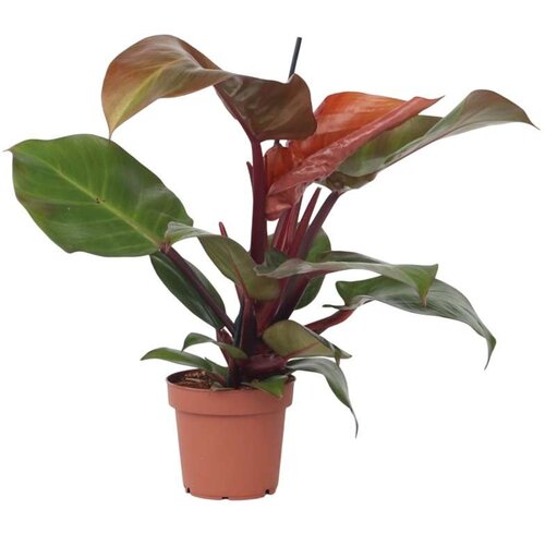 Plant in a Box filodendron - philodendron 'sun light' - višina 20-30cm - ⌀12cm, (21757903) Cene
