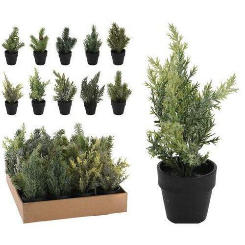  BOR U SAKSIJI 18CM SORTO Cene