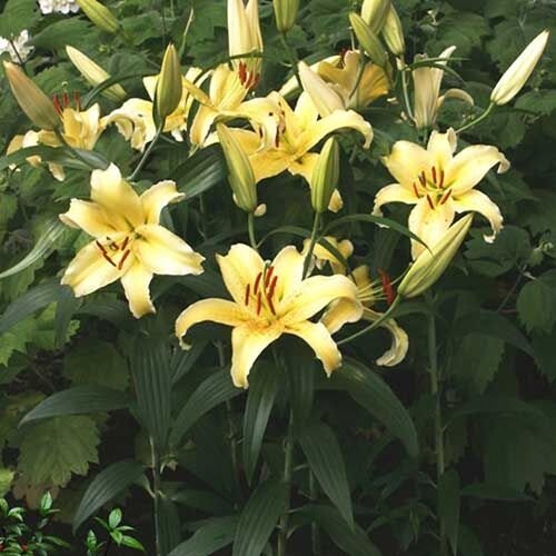 Royal De Ree Lukovica Ljiljan - Lilium Gold Fever 2/1 Cene