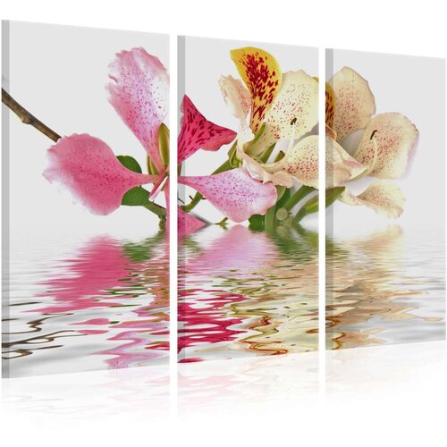 Slika - Orchid with colorful spots 120x80 Slike