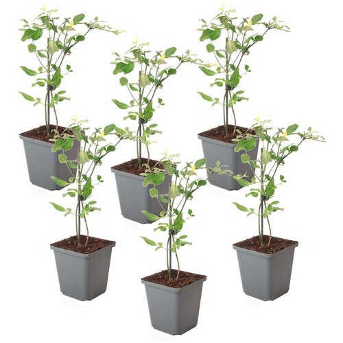 Plant in a Box navadna gardenija - 6 kos - jasminum 'summer scent' - višina 25-40cm - ⌀9cm, (21757475) Cene