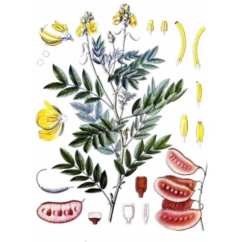 Rinfuz Sena (Cassia angustifolia), 100g Slike