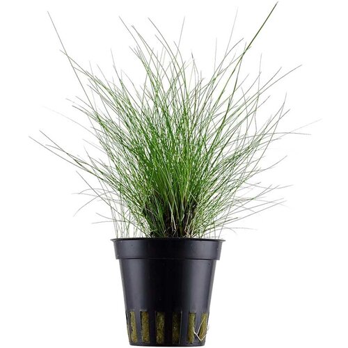 Rainforest Eleocharis parvula Cene
