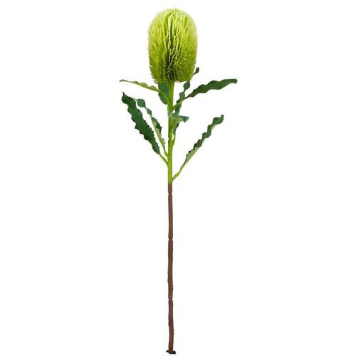  DEKORATIVNI CVIJET BANKSIA 65CM ZELENI BIZZOTTO Slike