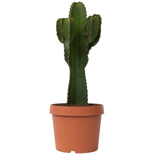 Plant in a Box mleček - euphorbia ingens - višina 85-95cm - ⌀24cm, (21757935) Cene