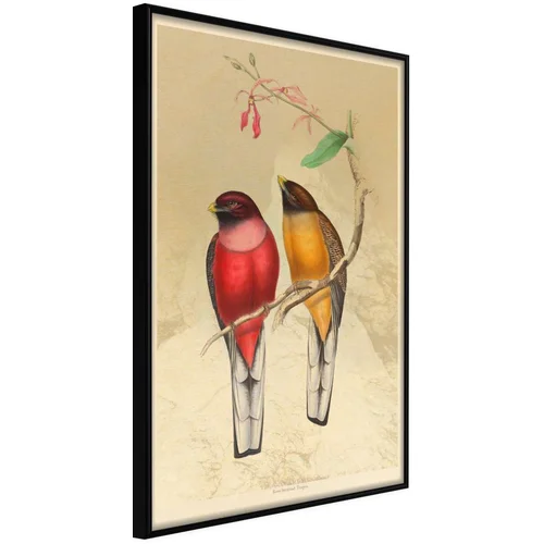  Poster - Ornithologist's Drawings 30x45