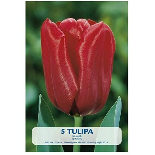  Cvjetne lukovice Tulipan Seadov (Crvena, Botanički opis: Tulipa) Cijene