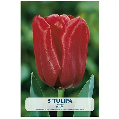  Cvjetne lukovice Tulipan Seadov (Crvena, Botanički opis: Tulipa)