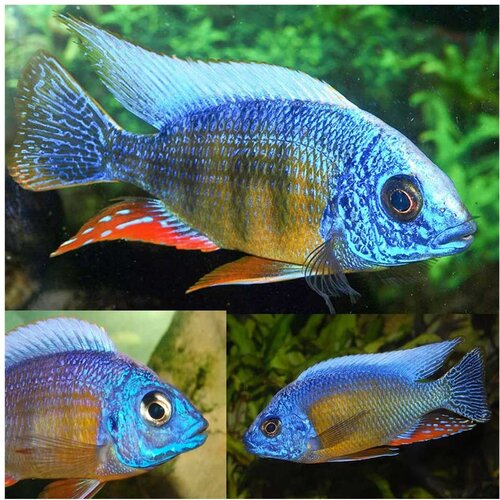Akvarijum Centar taiwan reef Cene