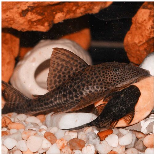 Akvarijum Centar Hypostomus plecostomus Cene