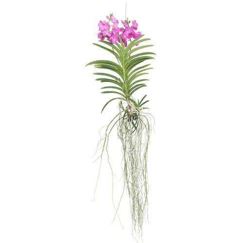 Plant in a Box orhideja vanda - vanda 'pink' - višina 45-55cm, (21757852) Cene