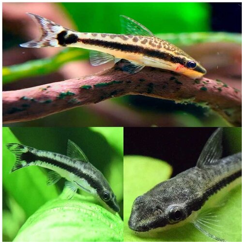 Akvarijum Centar Otocinclus spp. Cene