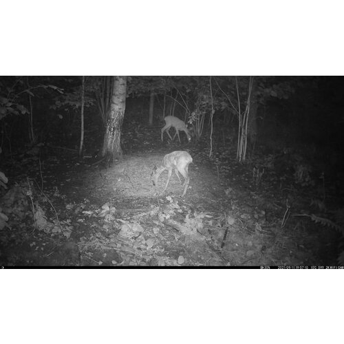 OXE Lovska kamera Viper in klasični daljnogled FOMEI 7-21X40 ZCF Zoom + 32GB SD kartica, 4 baterije in stojalo! Slike