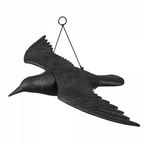 Bradas rasterivač ptica vrana u letu CTRL-BR102 Slike