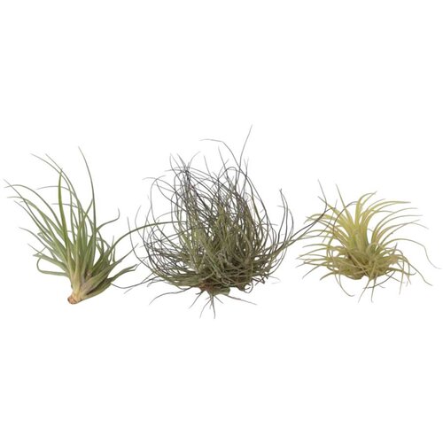 Plant in a Box Tilancija - 3 kos - Tillandsia - Višina 5-15cm - ⌀5cm, (21758310) Cene