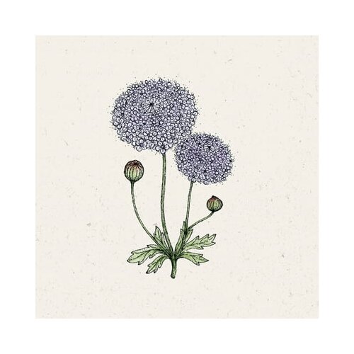  Modra krebuljica "Lace Mixture" Cene
