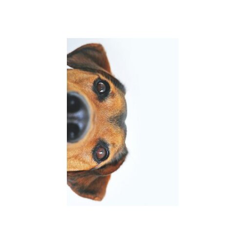 Conceptum Hypnose tepih (100x150) WOOKECE082 Cene