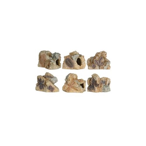 Fosil 8-9 cm Slike