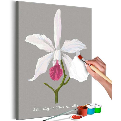  Slika za samostalno slikanje - Lelia elegans 40x60 Slike