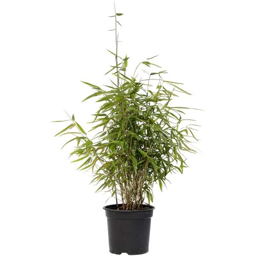 Plant in a Box bambus - 2 kos - fargesia nitida 'red dragon' - višina 60-80cm - ⌀17cm, (21757624) Cene