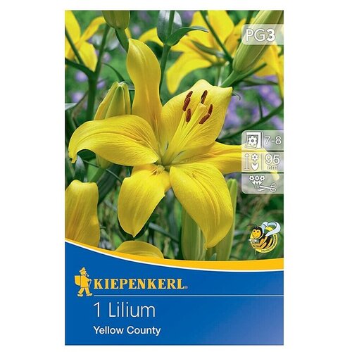 KIEPENKERL Lukovice ljetnog cvijeća Ljiljan Yellow County (Lilium x Hybrida, 1 Kom., Žuta) Cijene