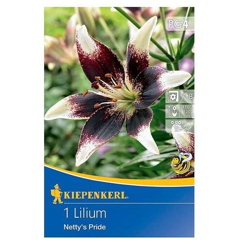 KIEPENKERL Lukovice ljetnog cvijeća Ljiljan Netty´s Pride (Lilium x Hybrida, 1 Kom., Ljubičasto-bijelo) Cijene