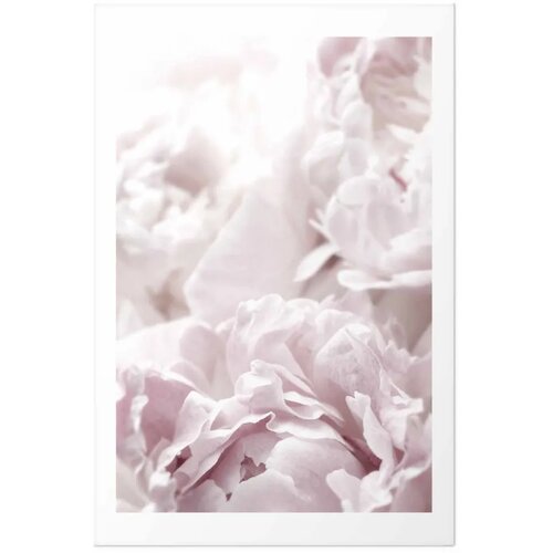  Plakat Fluffy Peonies 21x30 Cijene