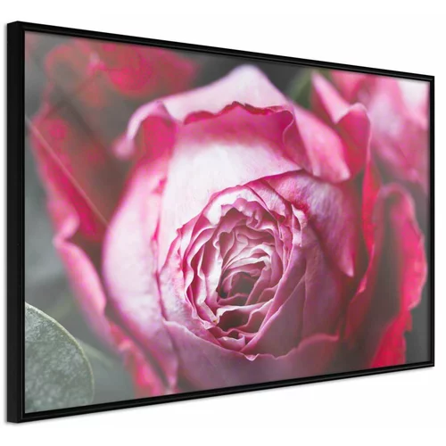  Poster - Blooming Rose 30x20