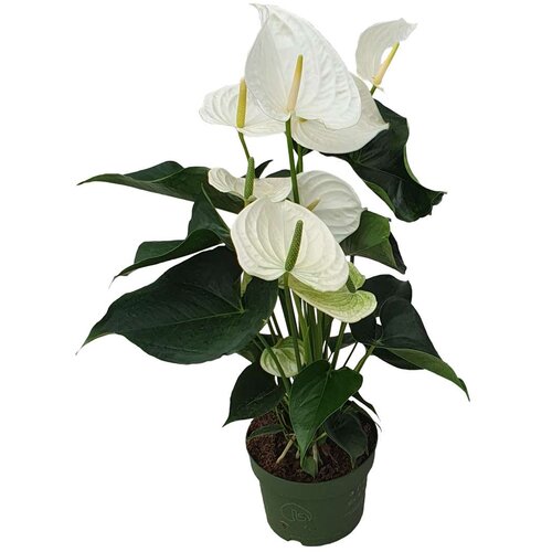Plant in a Box Flamingovec - Anturij - Anthurium 'Alaska White' - Višina 55-70cm - ø17cm, (21757967) Cene