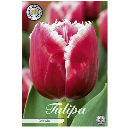  Cvjetne lukovice Tulipan Fringed Canasta (Crvena, Botanički opis: Tulipa)