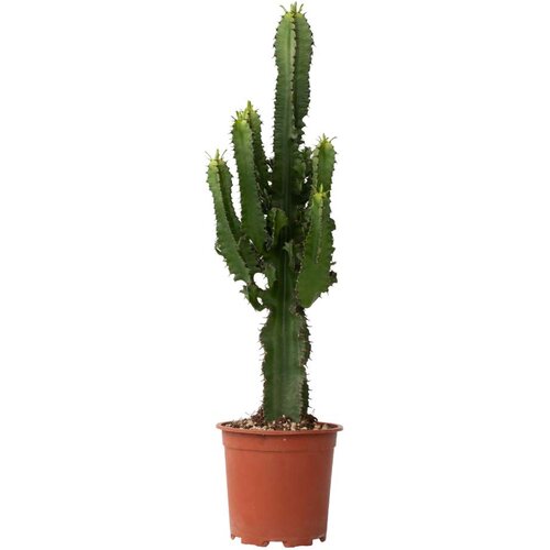 Plant in a Box kaktus kandelabra - 2 kos - euphorbia ingens - višina 50-60cm - ⌀17cm, (21758203) Cene