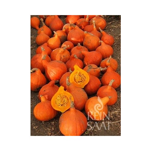 ReinSaat Buča "Hokkaido Orange" Cene