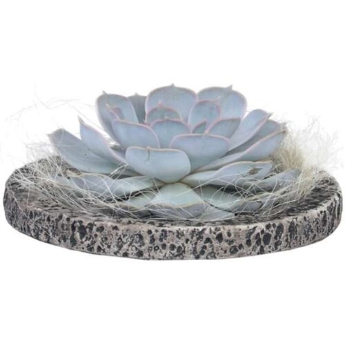 Plant in a Box Eševerija 'Koala Bowl' - Echeveria lilacina - Višina 8cm, (21758240) Cene