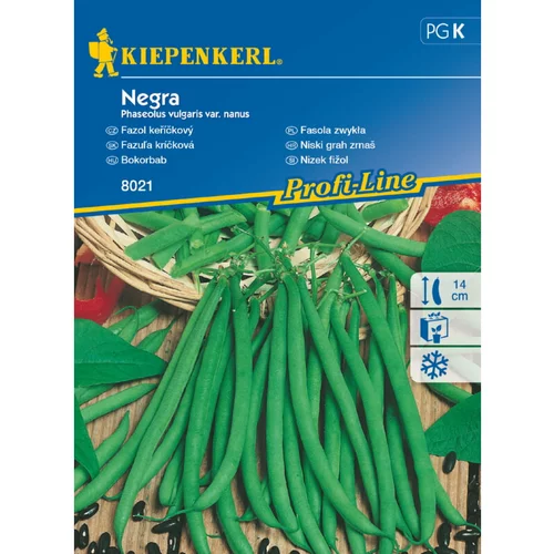 KIEPENKERL Nizek fižol Negra Kiepenkerl (Phaseolus vulgaris var. nanus)