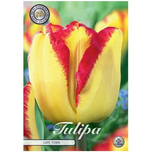  Cvjetne lukovice Tulipan Triumph Capetown (Žuta, Botanički opis: Tulipa) Cijene