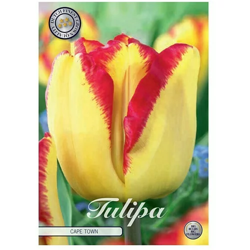  Cvjetne lukovice Tulipan Triumph Capetown (Žuta, Botanički opis: Tulipa)