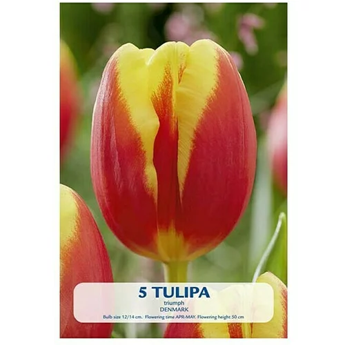  Cvjetne lukovice Tulipan Denmark (Crvena, Botanički opis: Tulipa)