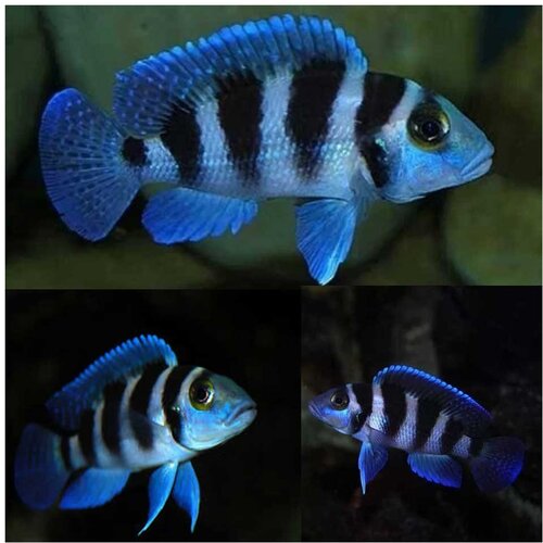 Akvarijum Centar neolamprologus tretocephalus Cene