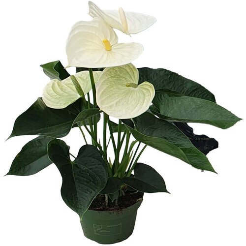 Plant in a Box Flamingovec - Anturij - Anthurium 'Alpine White' - Višina 40-55cm - ø14cm, (21758138) Cene