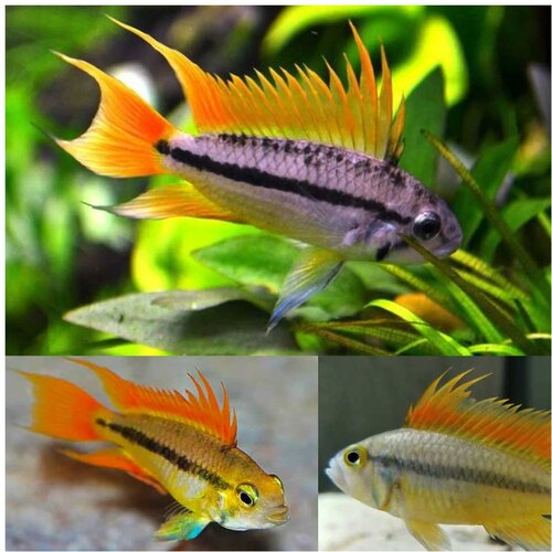 Akvarijum Centar Apistogramma cacatuoides orange Cene