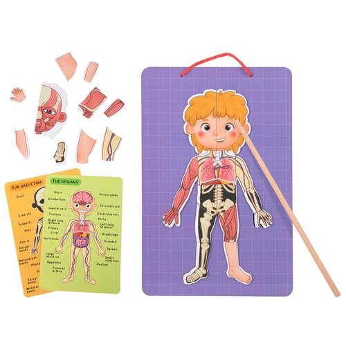 Tooky Toy anatomija tela