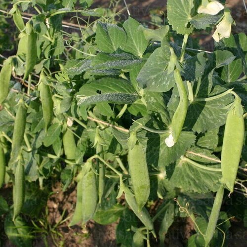 Kokopelli Bio grah za lu&scaron;čenje &bdquo;Merveille de Kelvedon&ldquo; - 80 g Cene