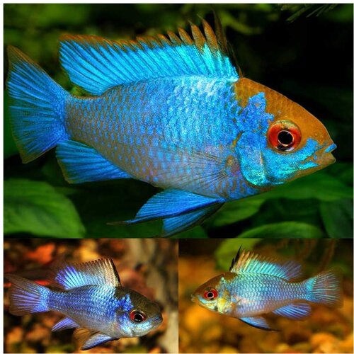 Akvarijum Centar Electric neon blue ram Cene
