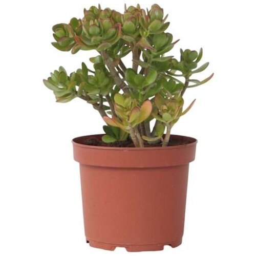 Plant in a Box okroglolistna tolstolistnica - crassula ovata 'minor' - višina 45-50cm - ⌀23cm, (21758030) Cene