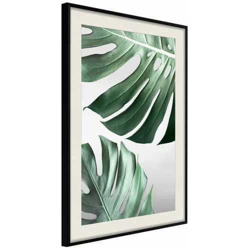  Poster - Leaves Like Swiss Cheese 40x60