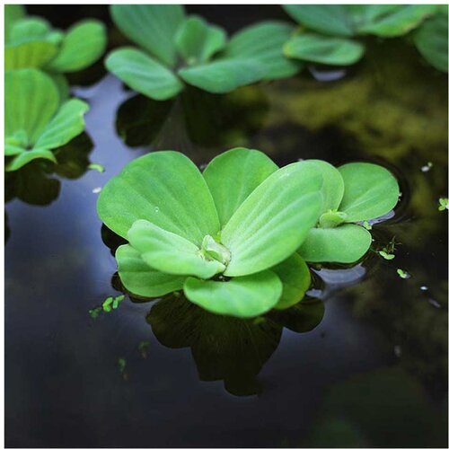 Rainforest Pistia stratiotes xl Cene