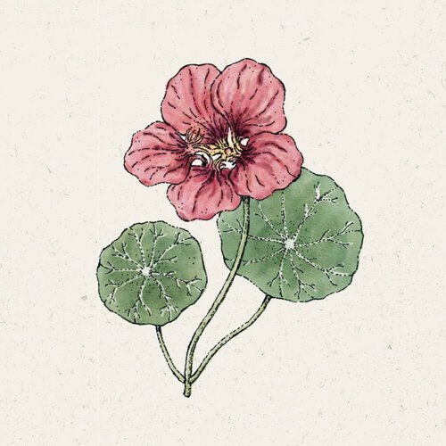  Velika kapucinka "Purple Emperor" - 1 pkt. Cene